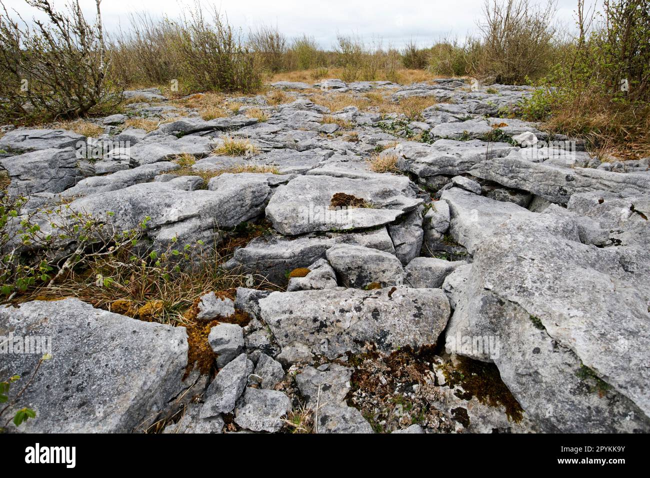 clints and grikes with vegetation growing in the grike fissures with more erosion the burren county clare republic of ireland Stock Photo