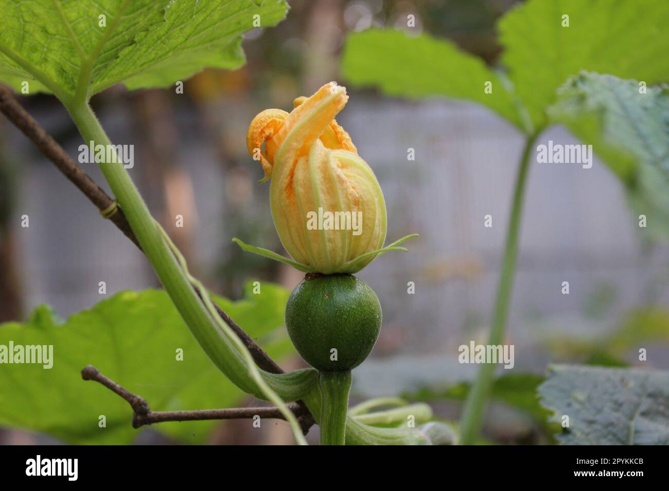 PUMKIN FLOWER IS GOOD FOR HEALTH Stock Photo Alamy
