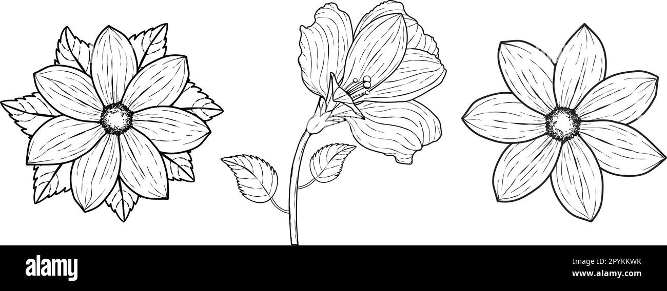 Hibiscus flowers drawing and sketch with line art. Trendy botanical elements. Stock Vector