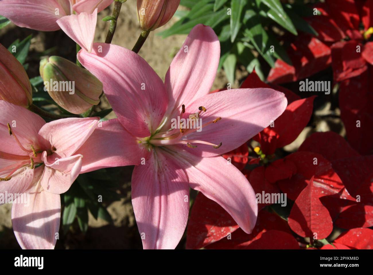 Lilium 'Cherry Pink' Asiatic Lily (Lilium auratum) with brown central spots and brown anthers : (pix Sanjiv Shukla) Stock Photo
