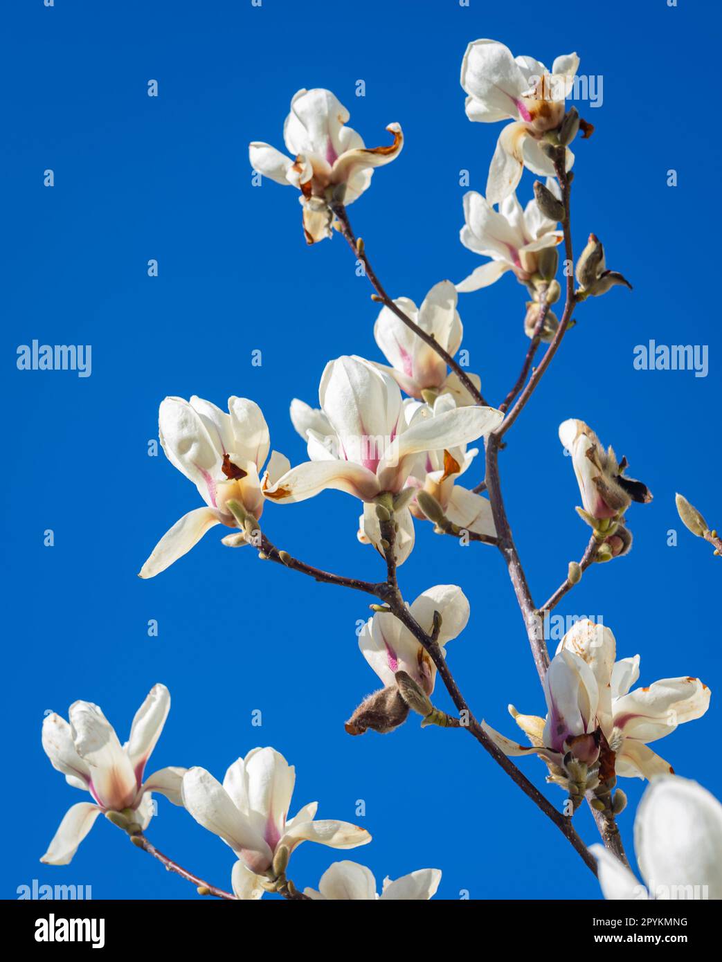Magnolia tulip tree hi-res stock photography and images - Alamy