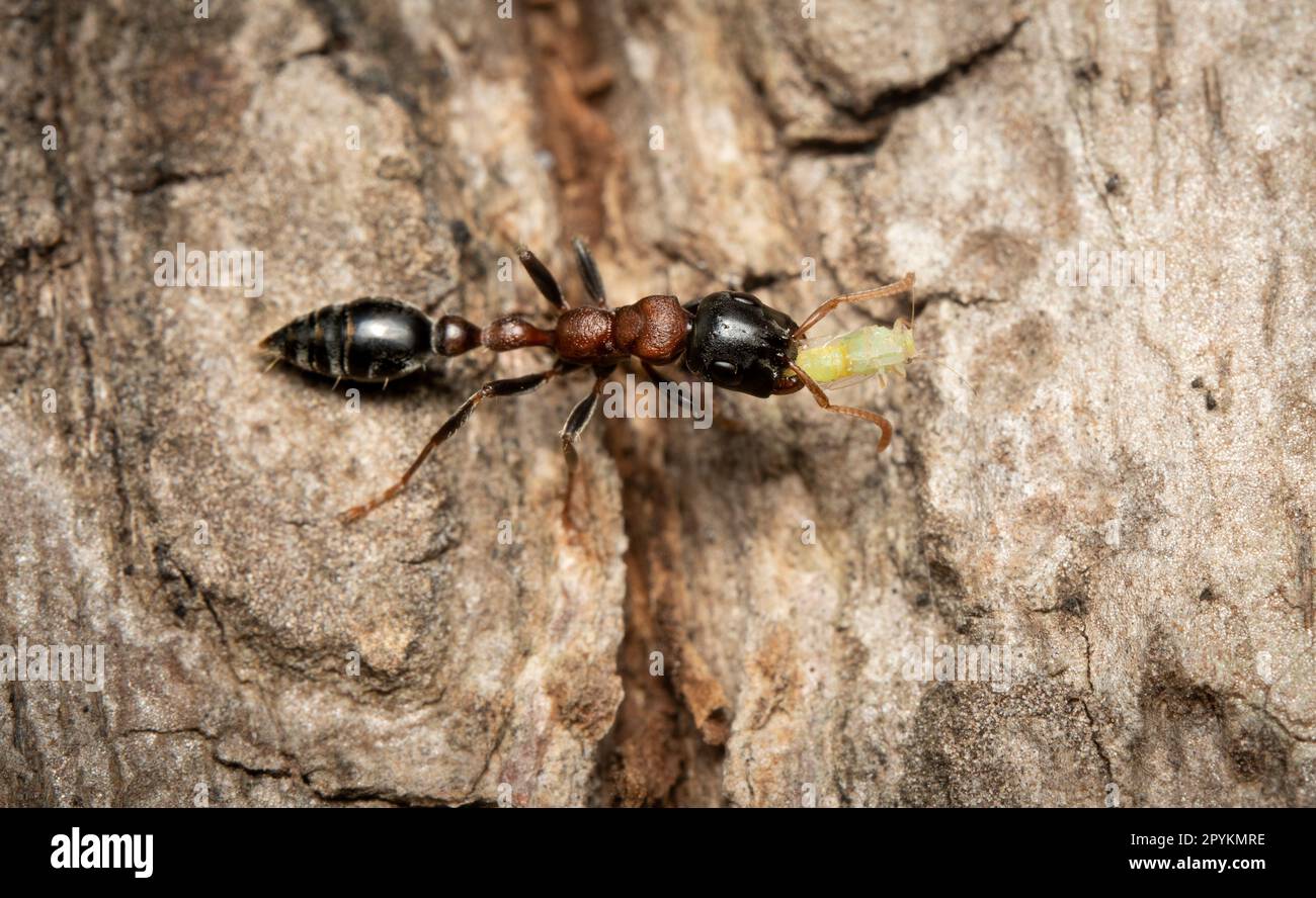 An Arboreal Bicolored Slender Ant carring an aphid on the bark of a tree. Stock Photo