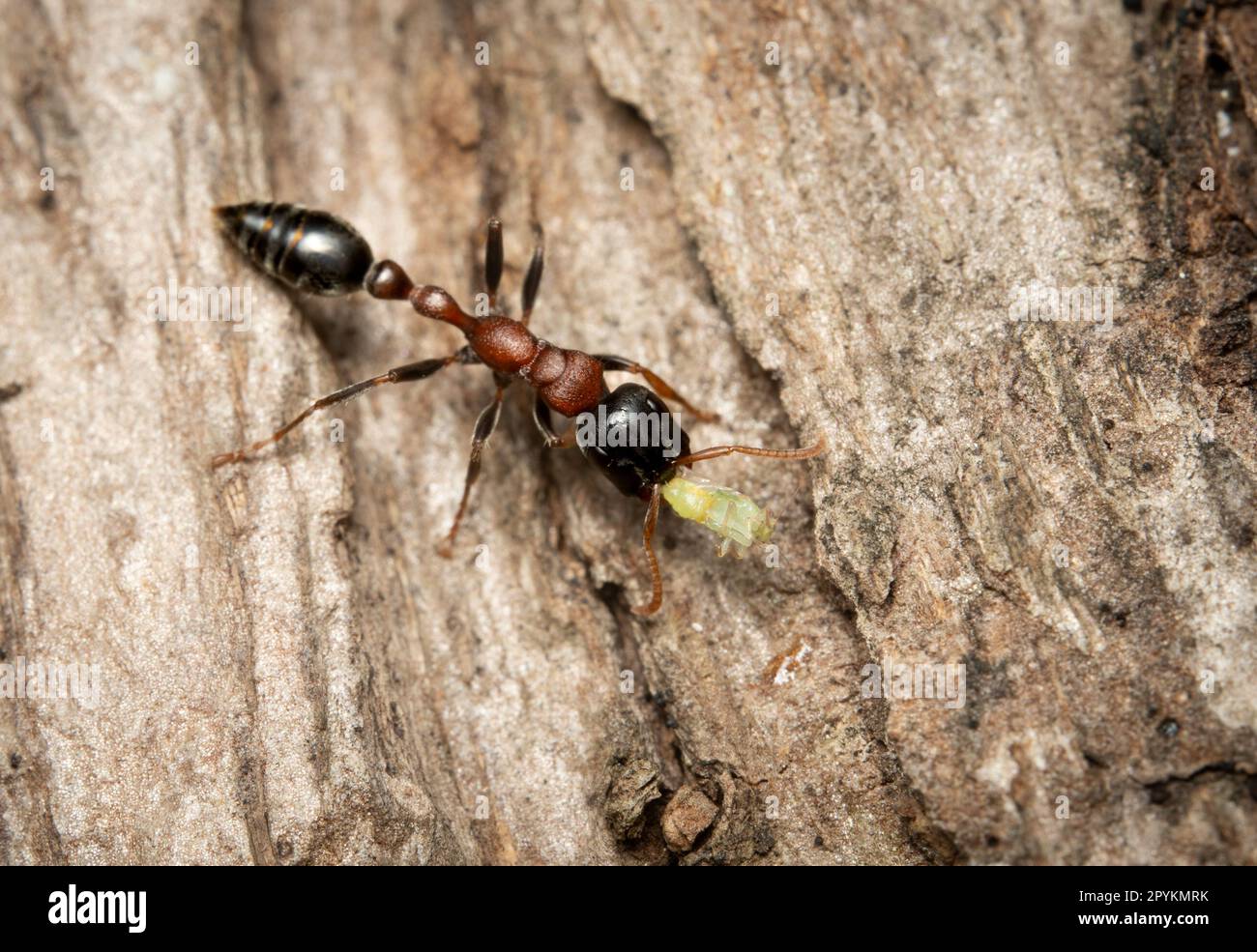 An Arboreal Bicolored Slender Ant carring an aphid on the bark of a tree. Stock Photo