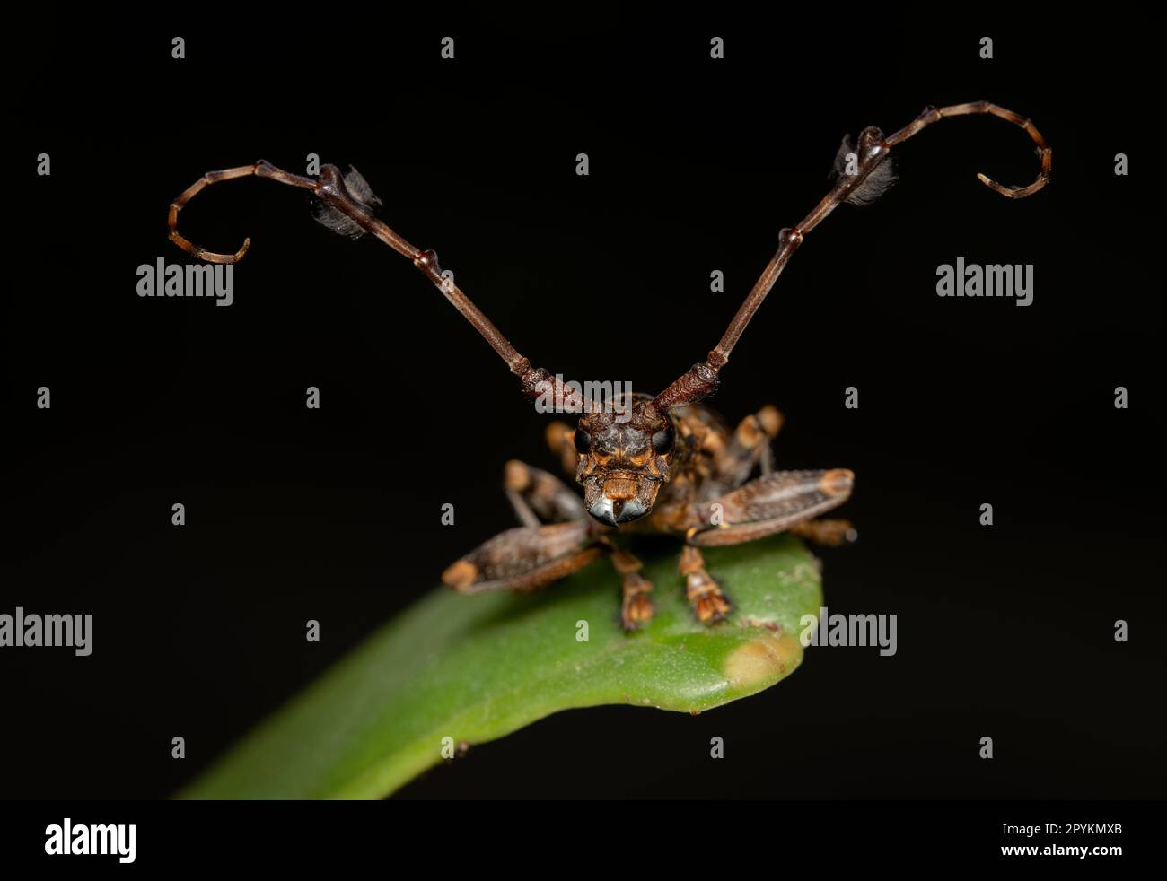 A macro photo of a Flat Faced Longhorn Beetle on a green leaf in ...