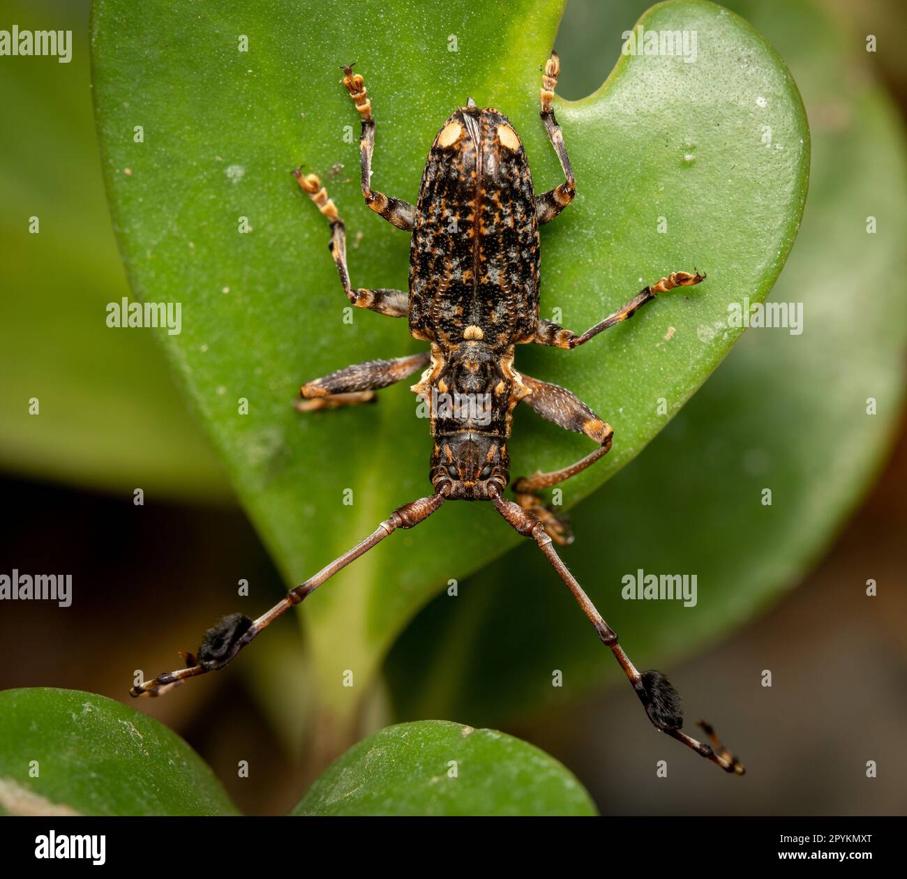 A macro photo of a Flat Faced Longhorn Beetle on a green leaf in ...