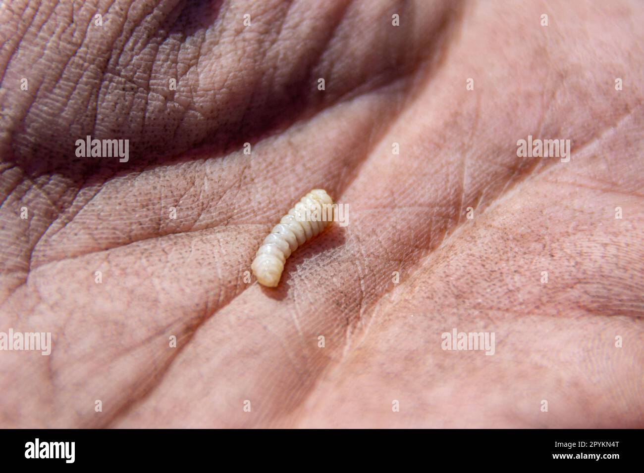 bark beetle larva feeds on dead wood and wood building materials and