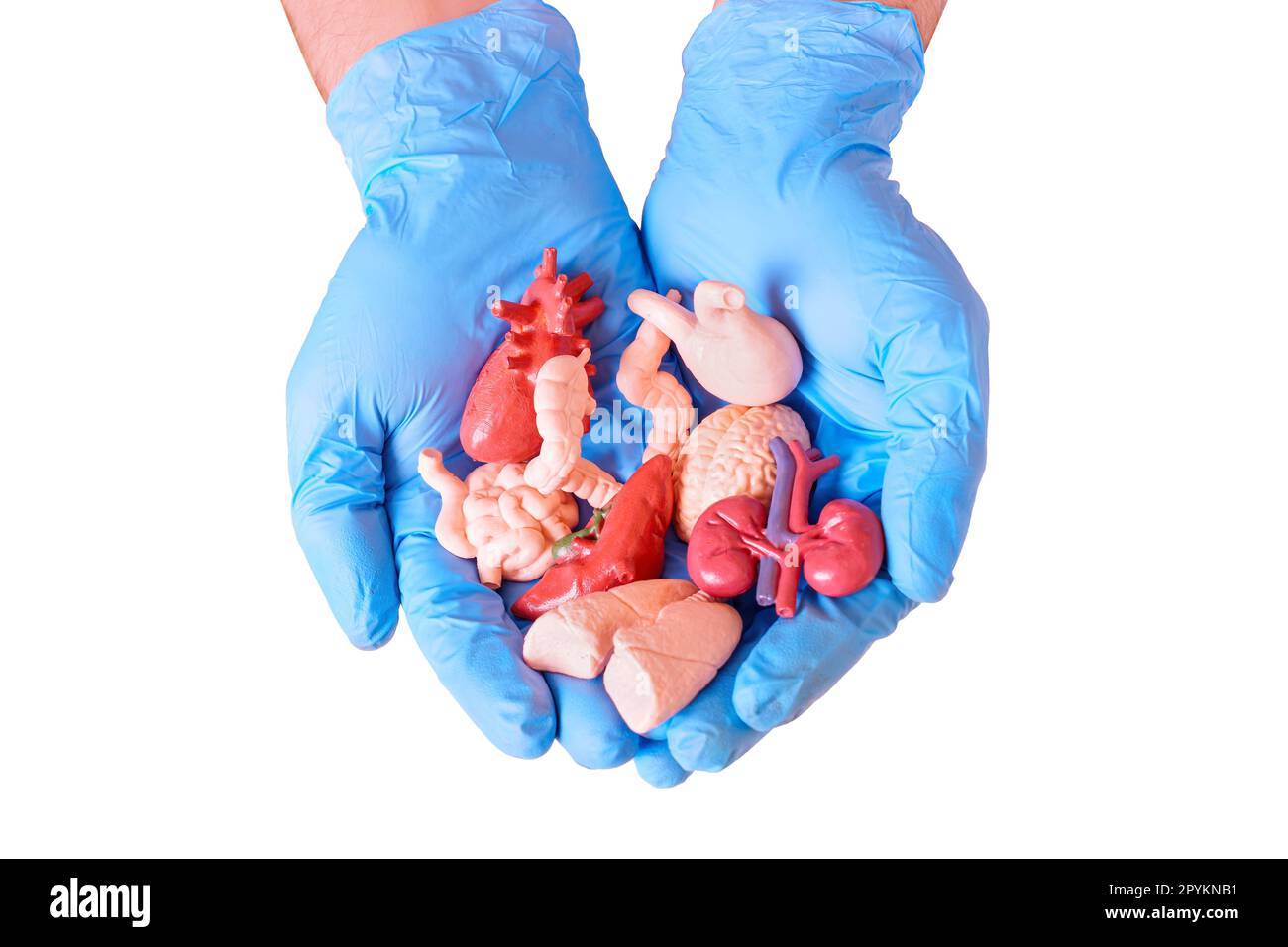 Pair of blue surgicalgloved hands holding miniature anatomical models