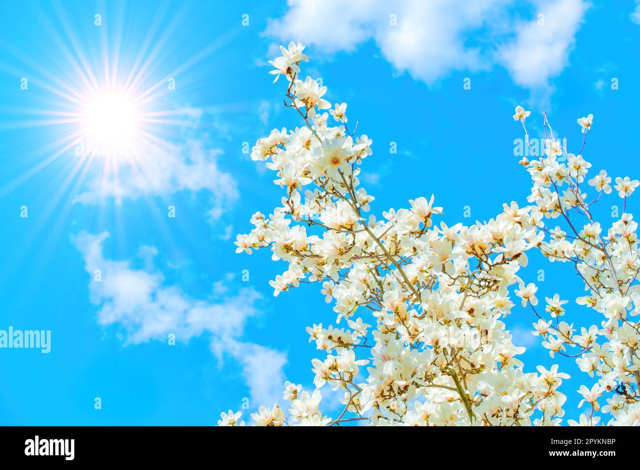 Fully bloomed white magnolia tree with the brilliant sunlight in the ...