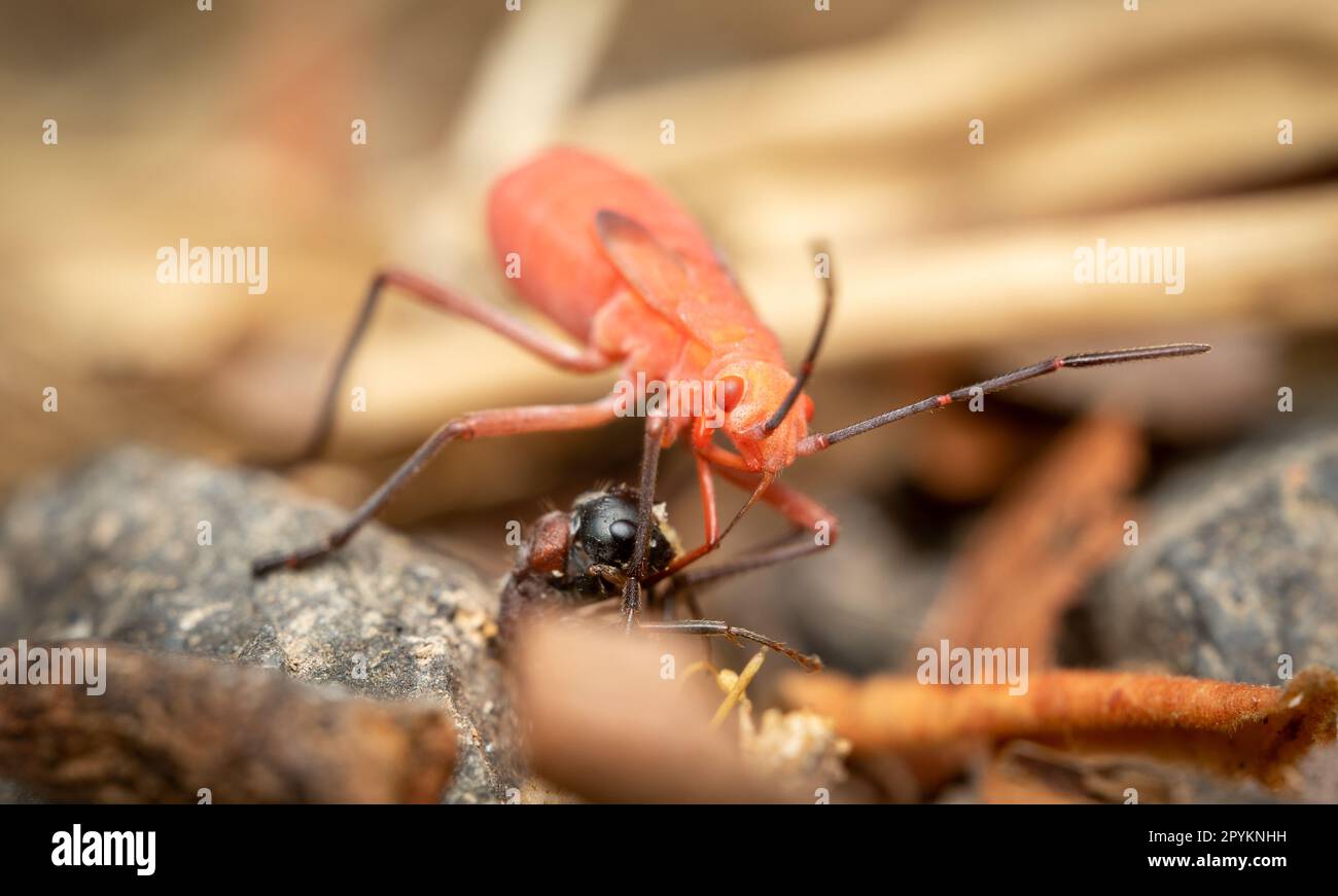 A red kapok bug eating another insect Stock Photo Alamy