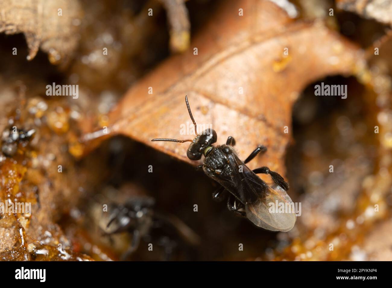 A stingless bee sitting on a dead leaf on the forest floor. Stock Photo