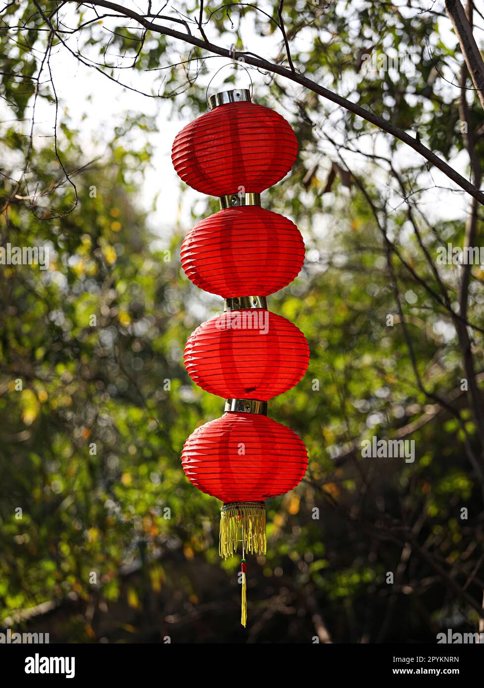 The red Chinese lanterns hanging from a tree Stock Photo - Alamy