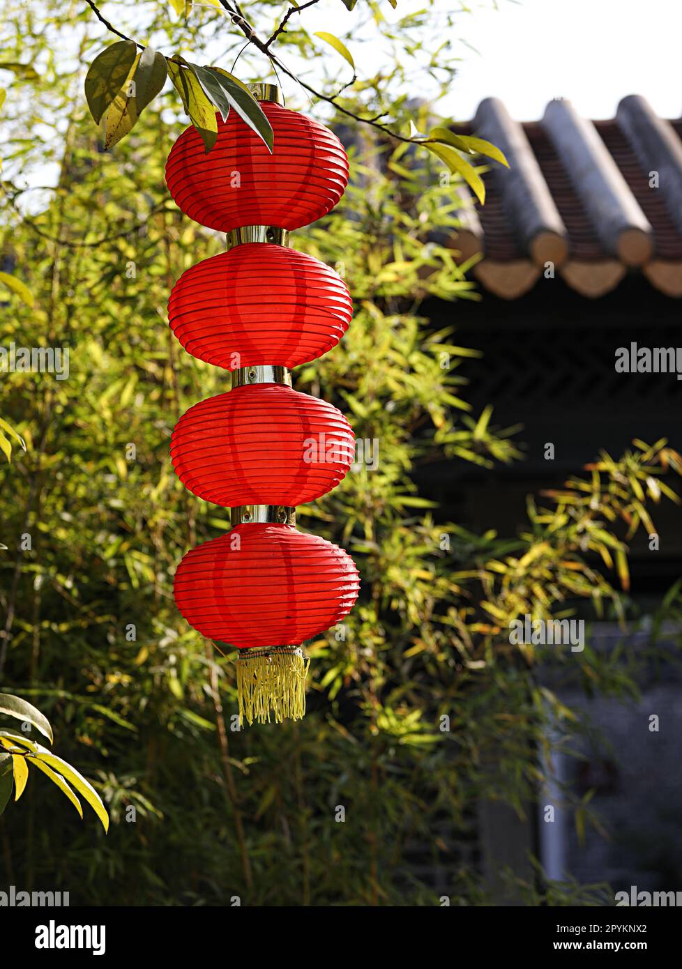 The red Chinese lanterns hanging from a tree Stock Photo - Alamy