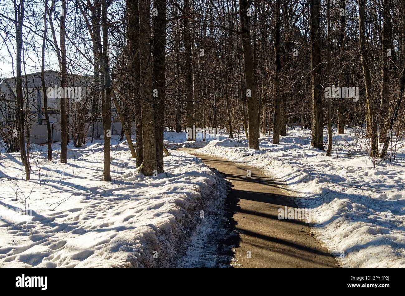 Asphalt path in the Winter Park, Moscow Stock Photo - Alamy