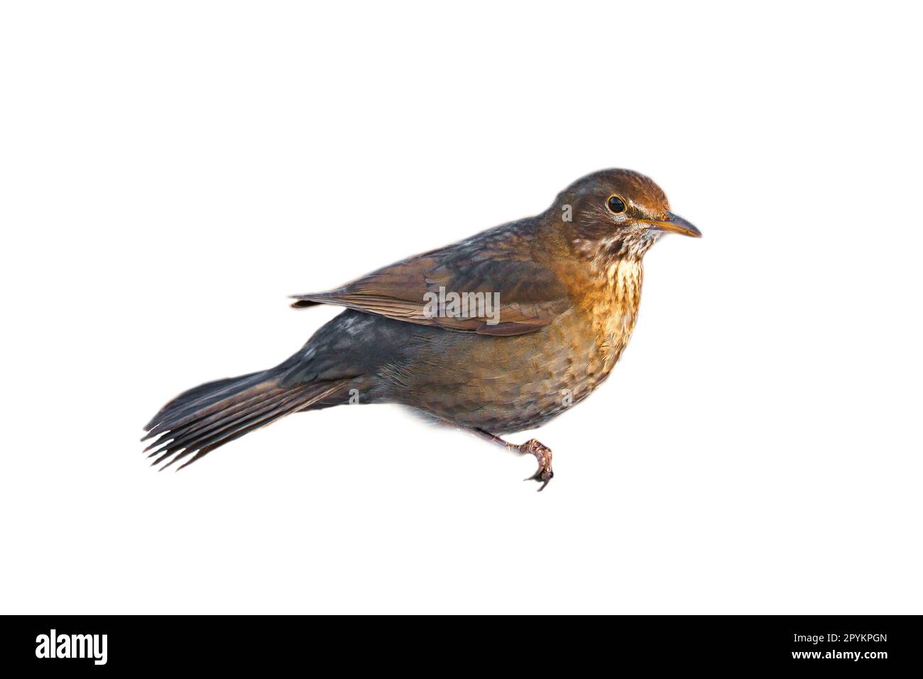 Bird thrush cropped. To use composing. Isolated animal. Brown feathers. Animal photo Stock Photo