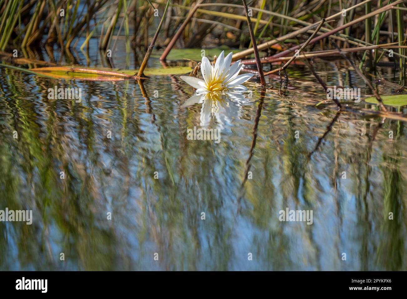 Waterlilies and aquatic plants floating on water's surface. Kwando