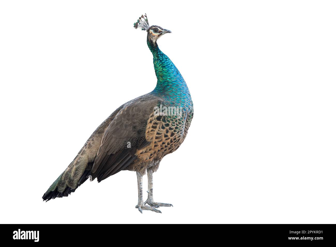 One standing peacock isolated on white background. Clipping path Stock Photo