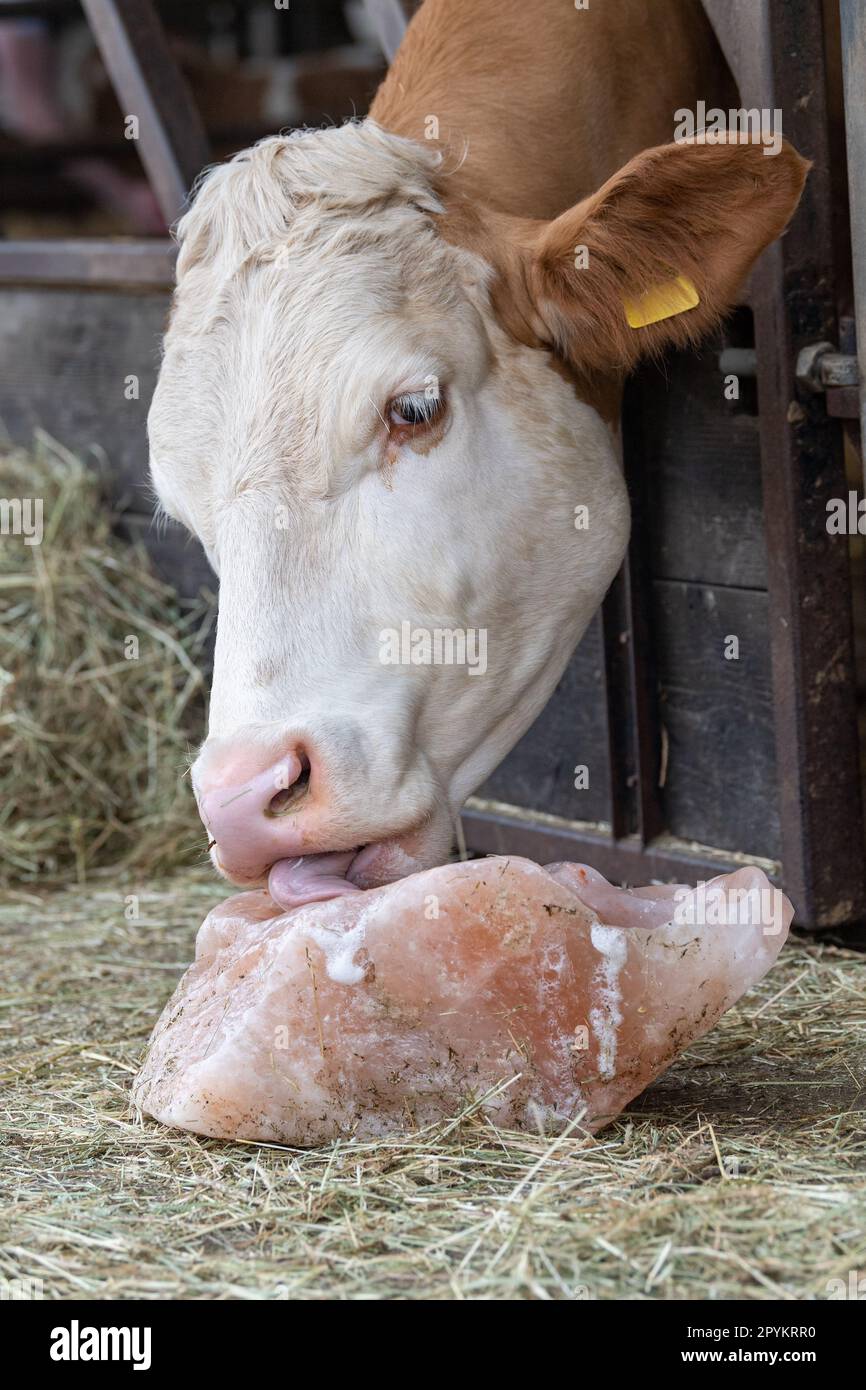 Cow licking a salt block, which contains nutrients needed by the cattle