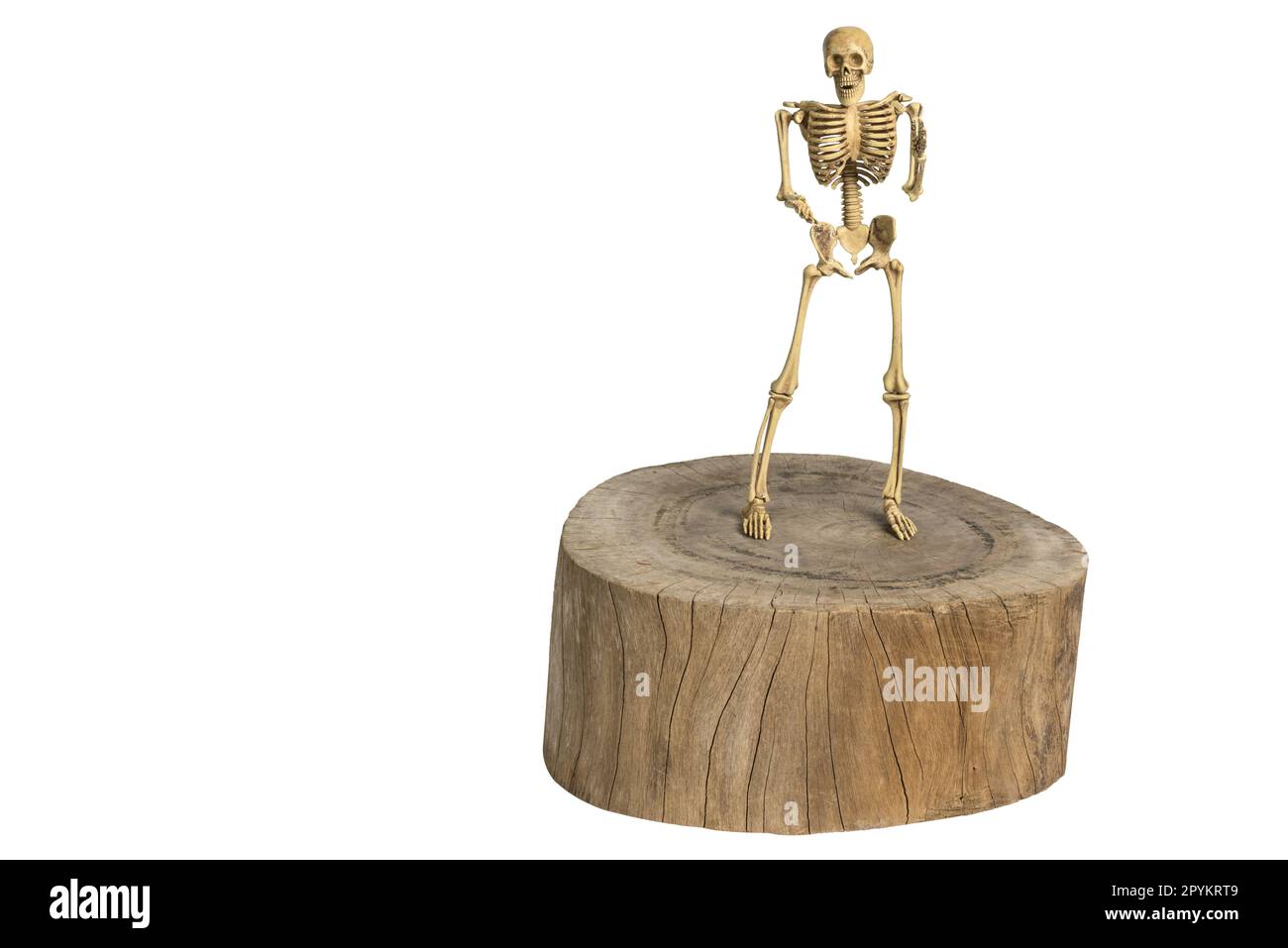 Human skeleton on stand hi-res stock photography and images - Alamy