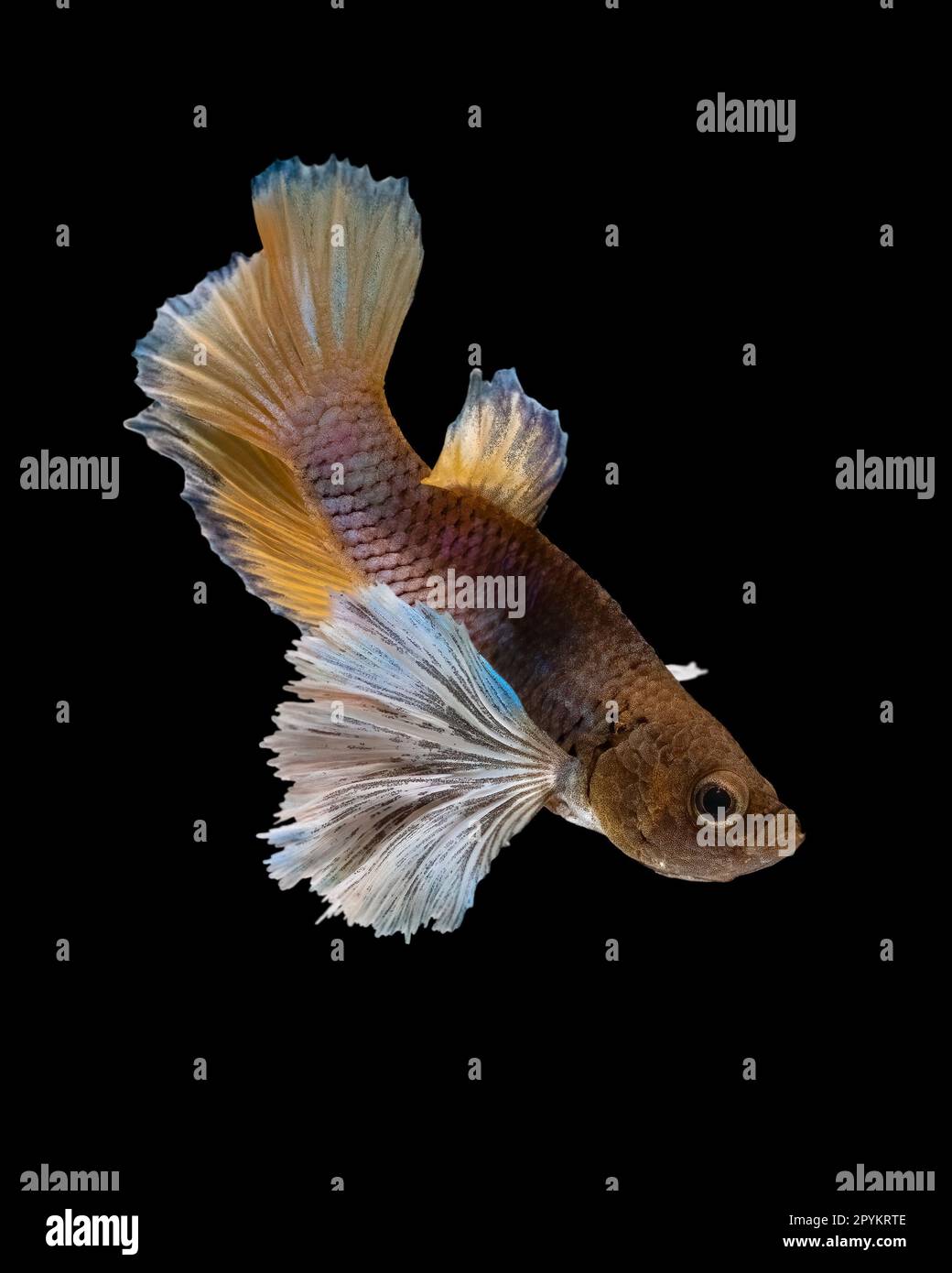 JAW-DROPPING images of different unseen species of fish have been ...