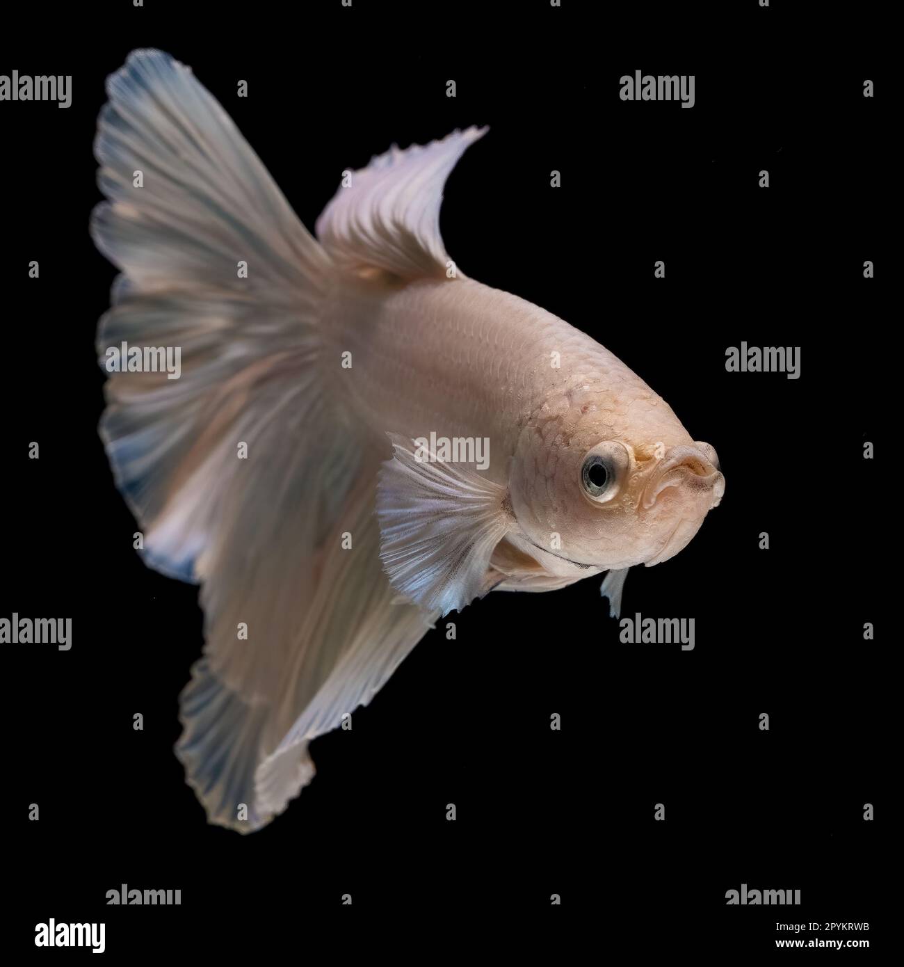 JAW-DROPPING images of different unseen species of fish have been ...