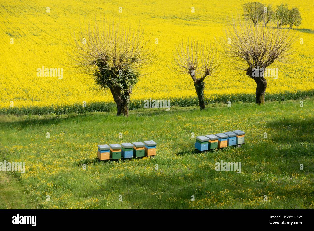 Row of beehives next to yellow rapeseed flower field for pollination ...