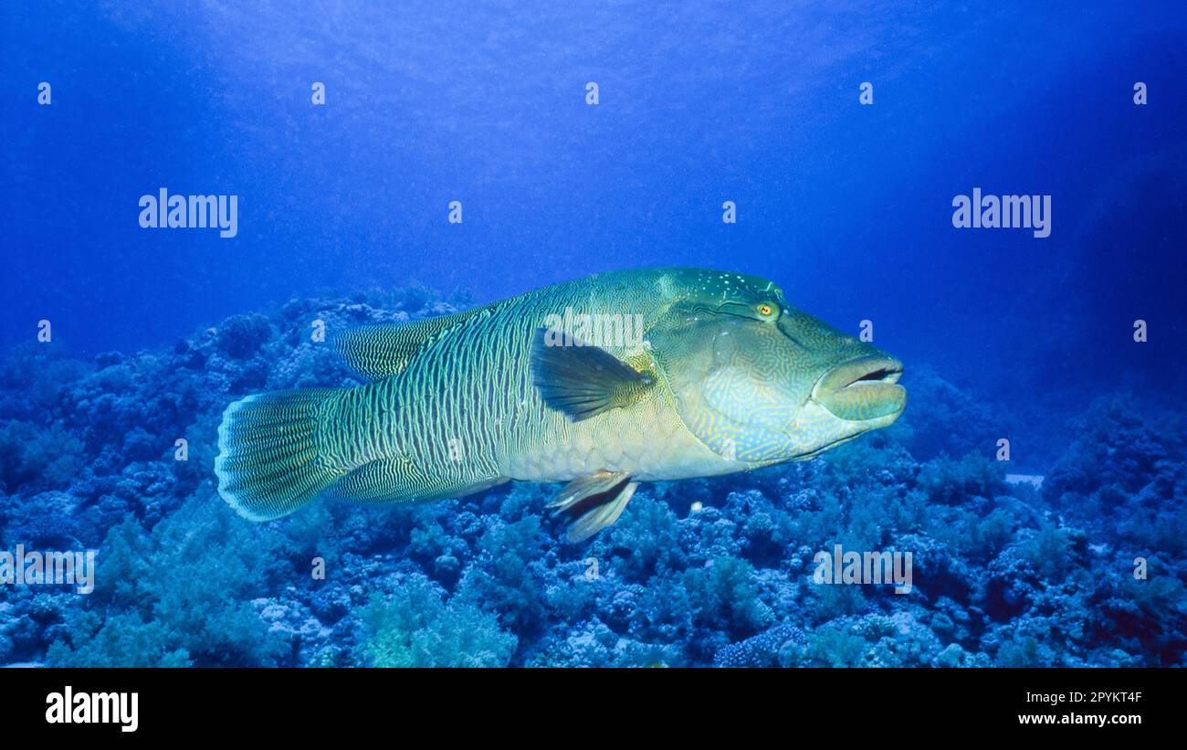 Photographed in the Red Sea, the humphead wrasse is found on the coral reefs of Indo-Pacific region. It is also known as the Napoleon wrasse. Stock Photo