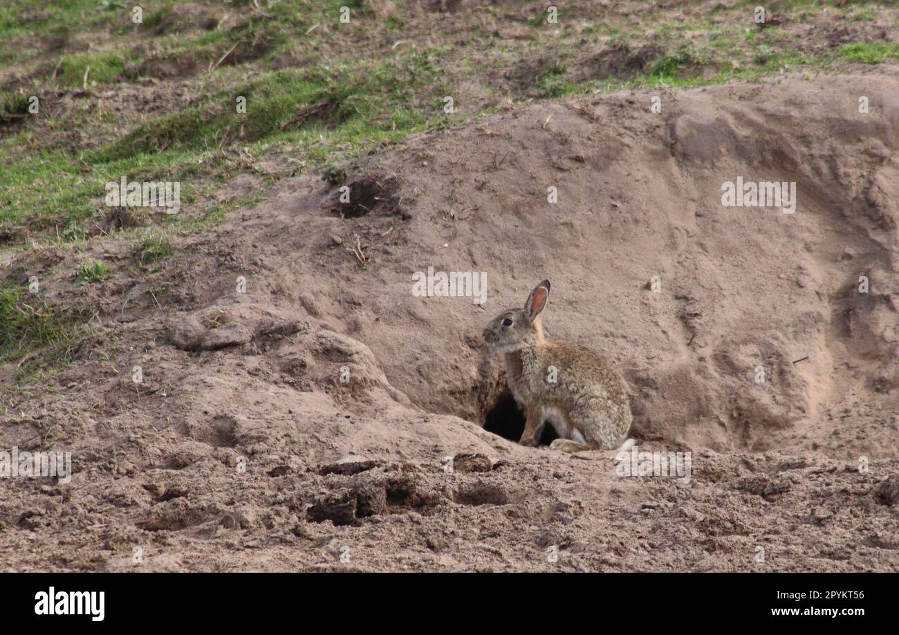 Rabbits near burrow Stock Photo Alamy