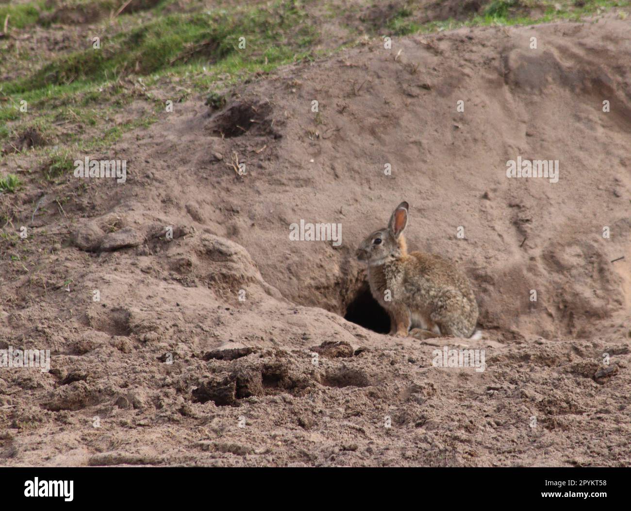 Rabbit burrow hole ears hi-res stock photography and images - Alamy