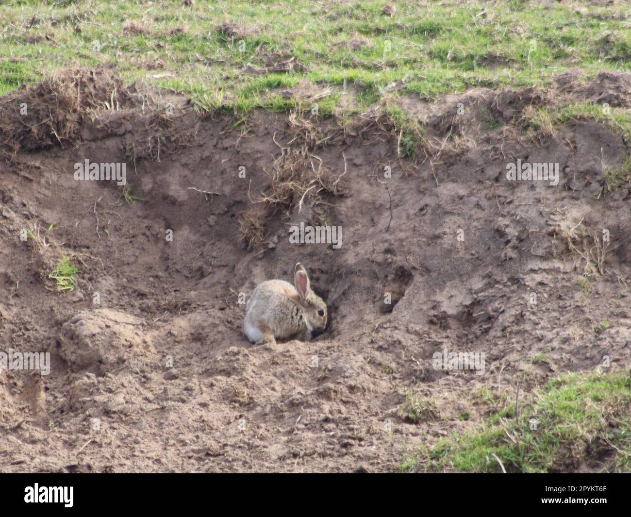 Rabbits near burrow Stock Photo Alamy