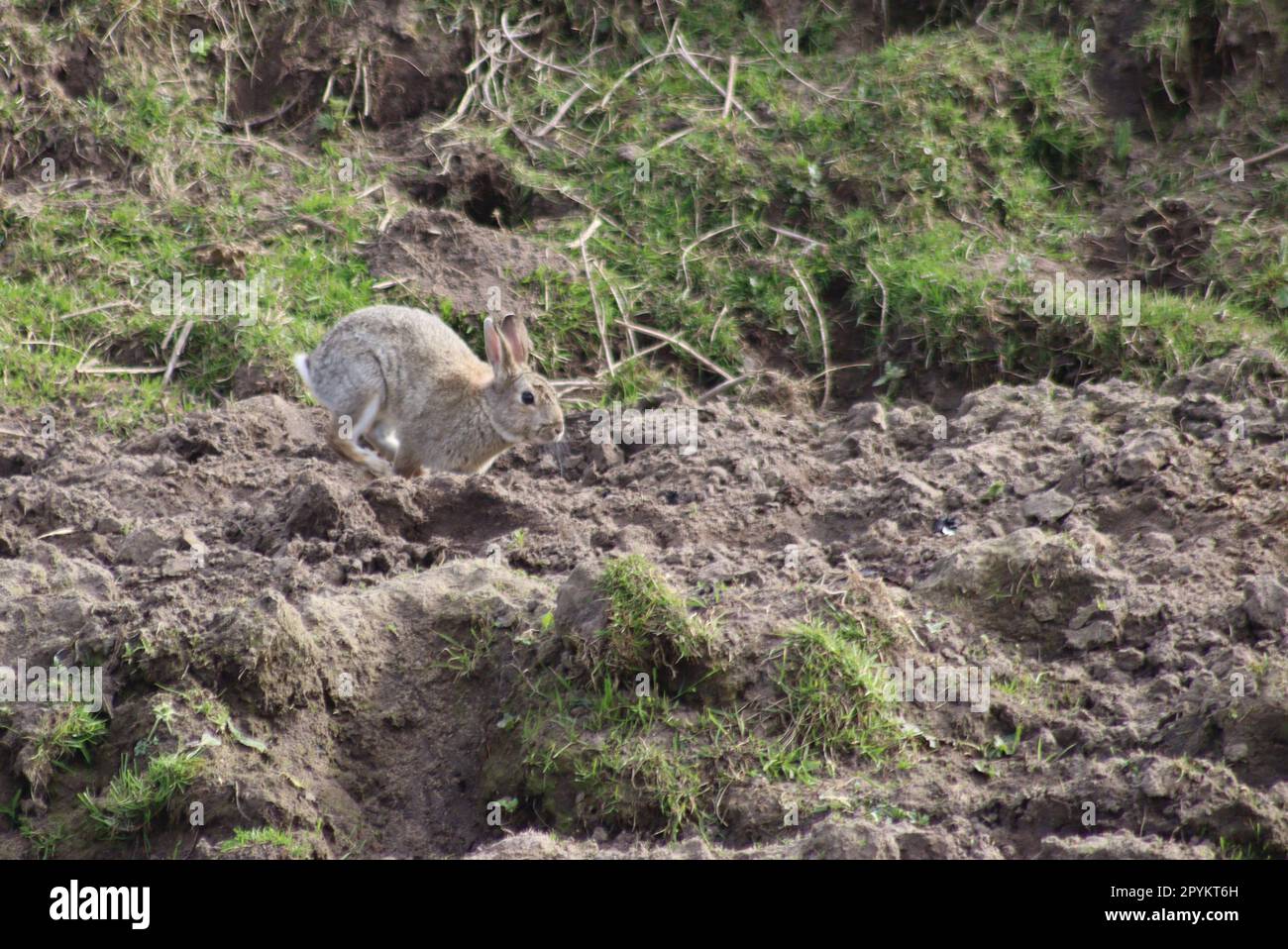 Rabbit burrow hole ears hi-res stock photography and images - Alamy