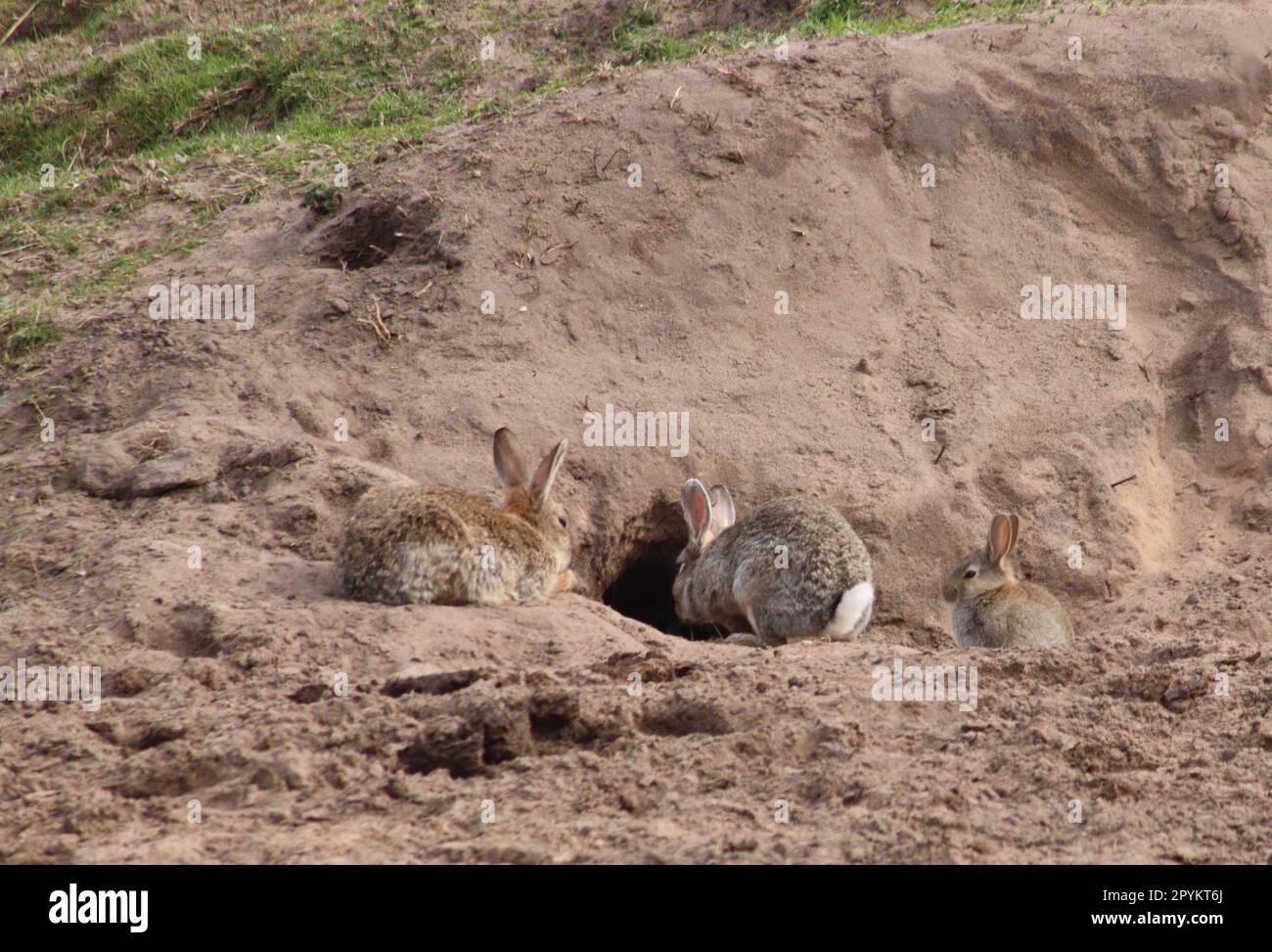 Rabbits near burrow Stock Photo Alamy