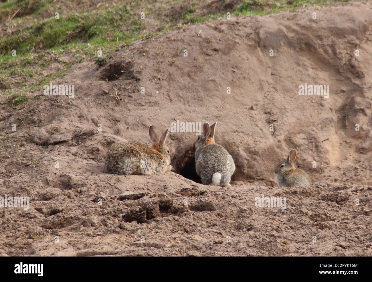 Rabbits near burrow Stock Photo Alamy