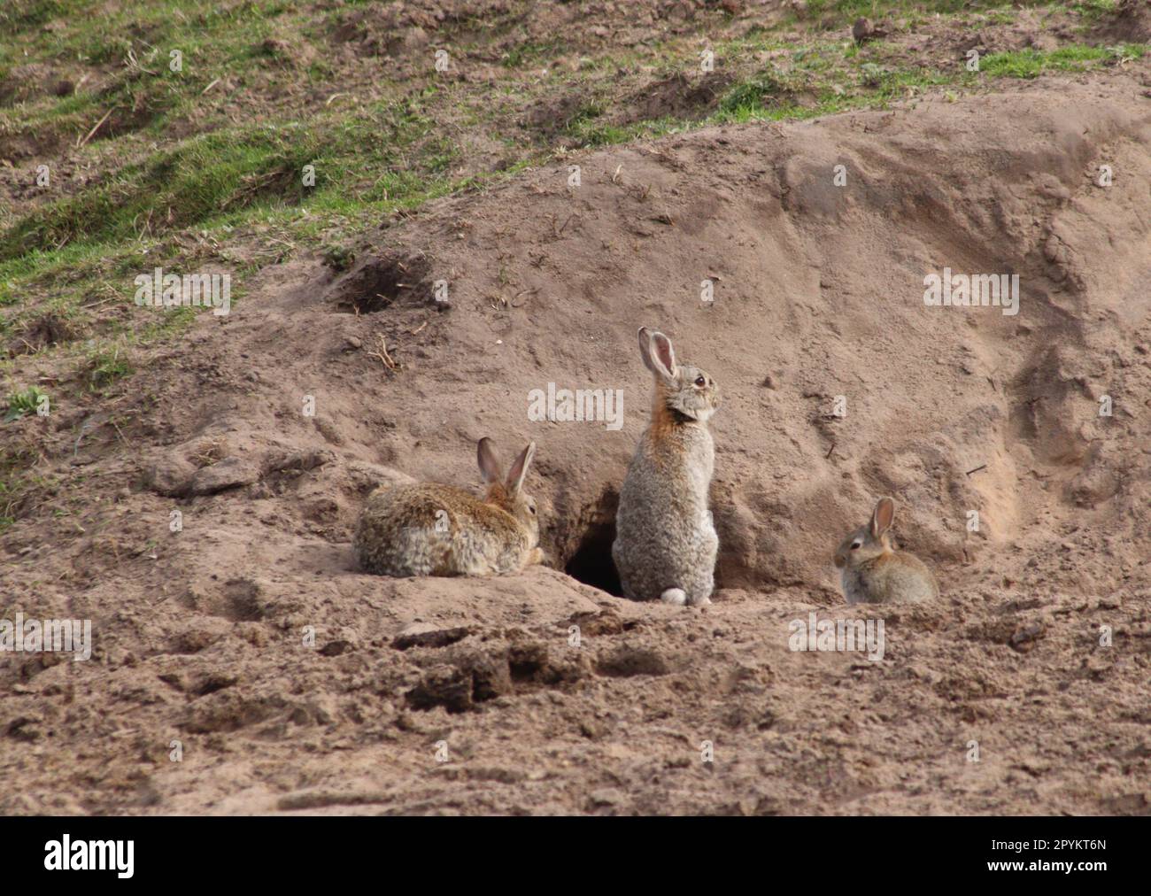 Rabbits near burrow Stock Photo Alamy
