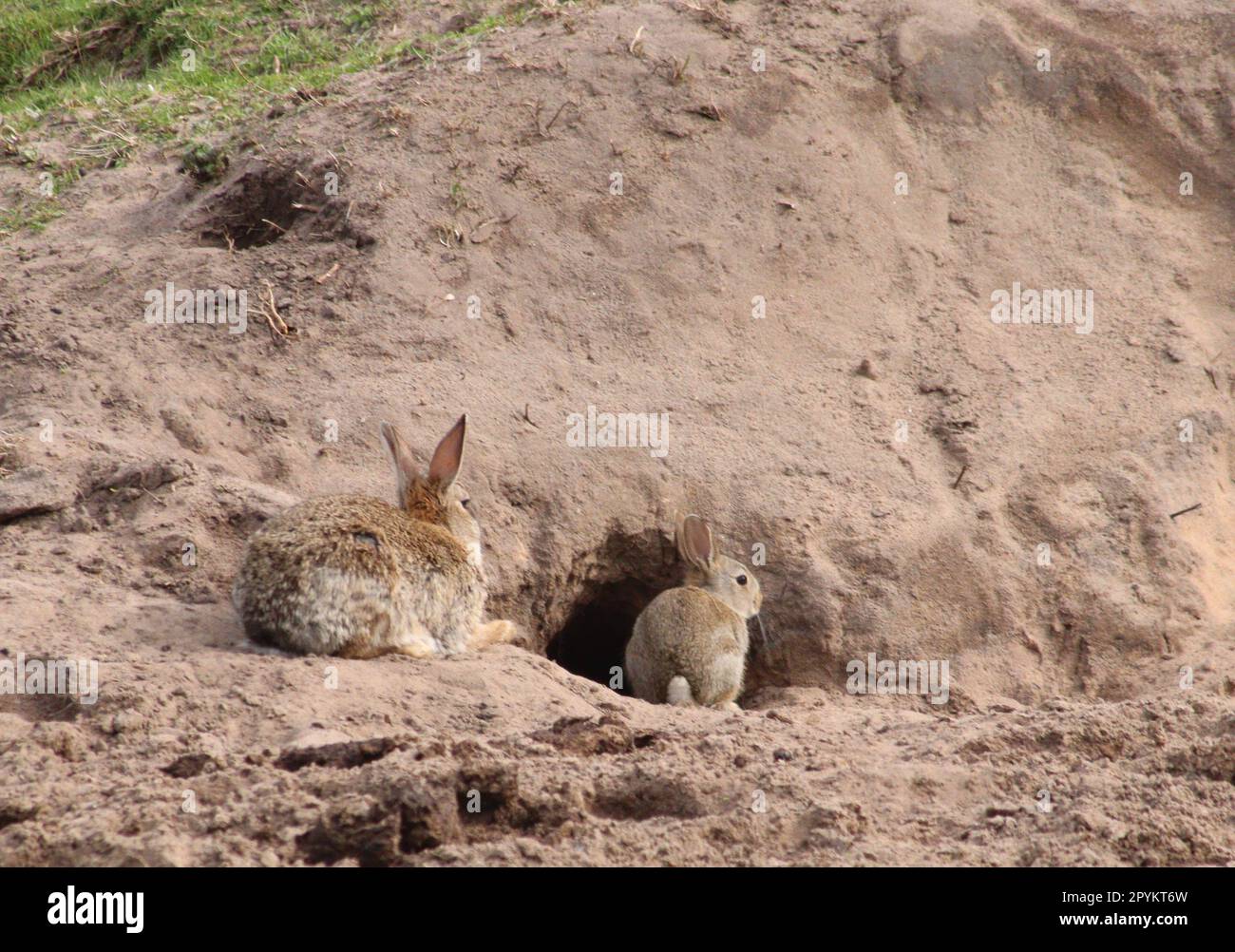 Rabbits near burrow Stock Photo Alamy