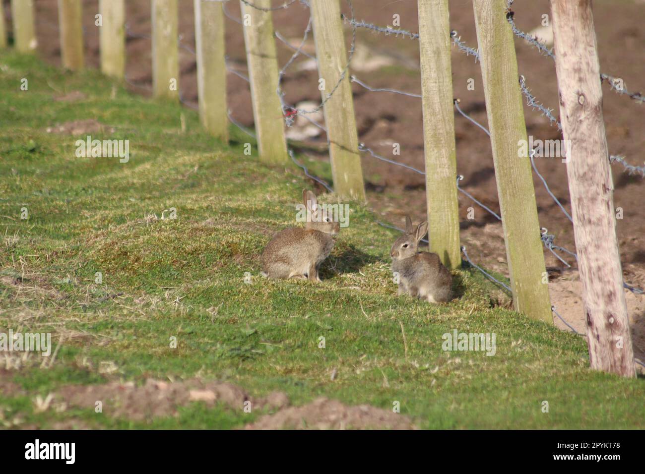 Young rabbits near fence Stock Photo - Alamy