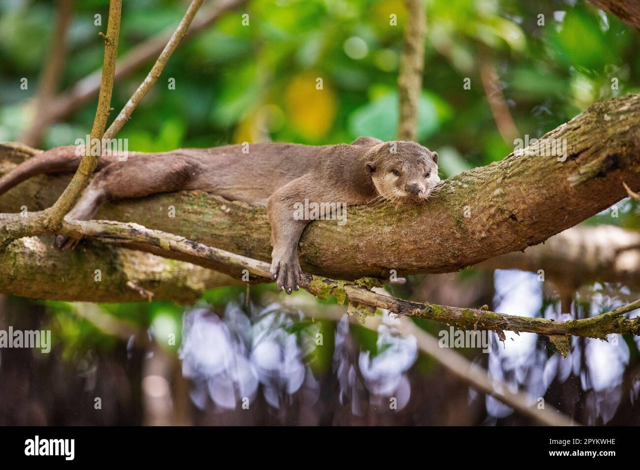 Smooth coated otter lying on a tree branch above a mangrove beach, Singapore Stock Photo