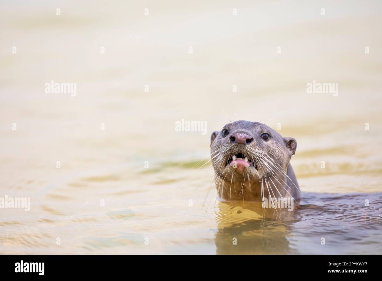 Smooth coated otter swimming in the sea close to shore along the coast of Singapore Stock Photo