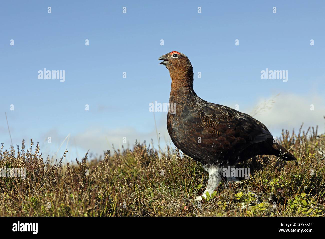 Red Grouse calling in moorland Stock Photo