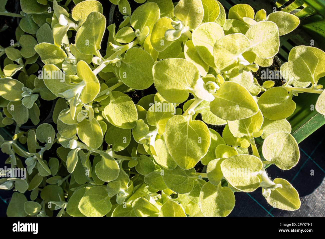 Silver-bush Everlastingflower, Helichrysum petiolare 'Gold', Pruhonice, Czech Republic, April 27, 2023. (CTK Photo/Libor Sojka) Stock Photo
