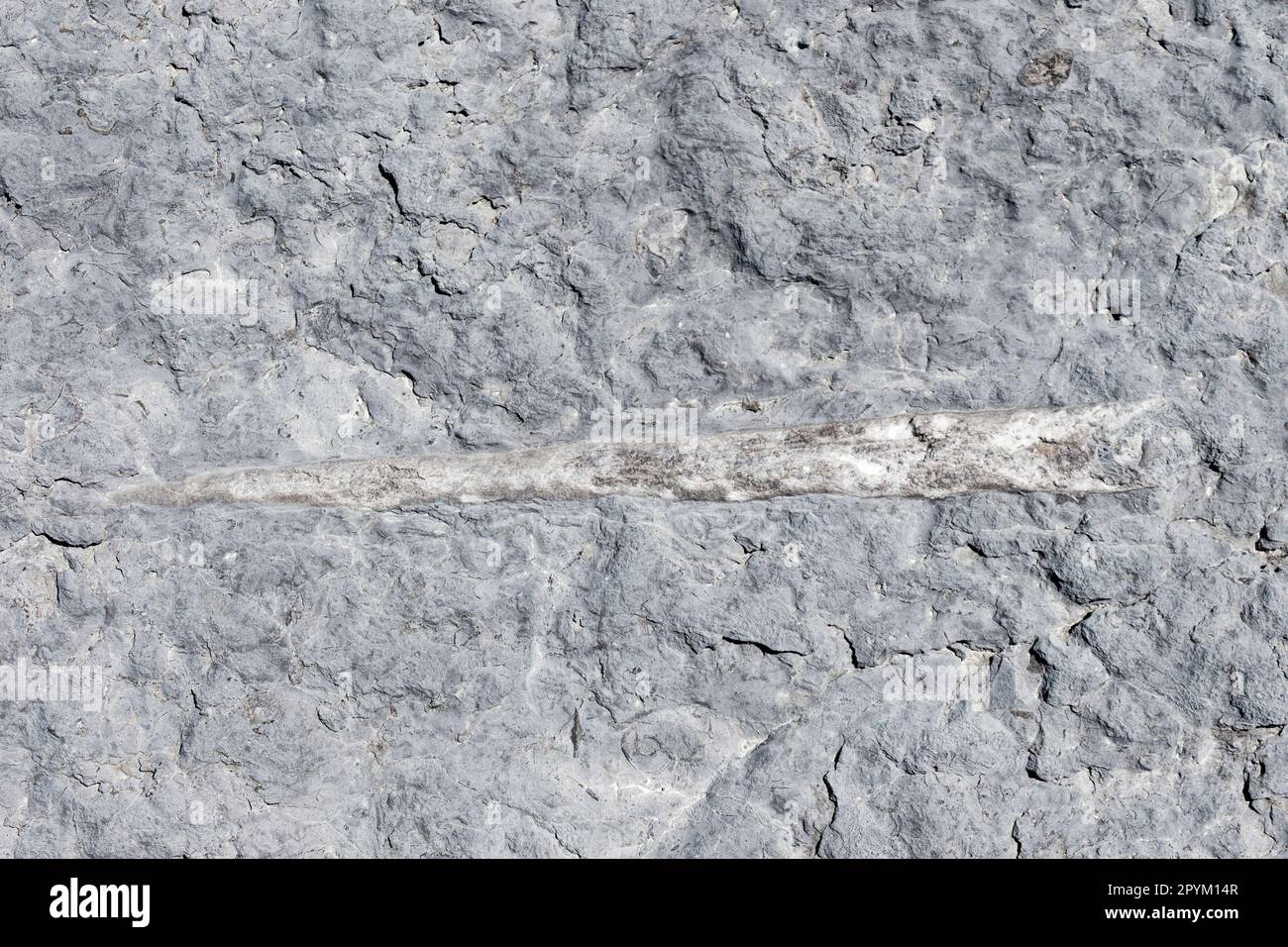 A close up of a fossilized cephalopod. Stock Photo