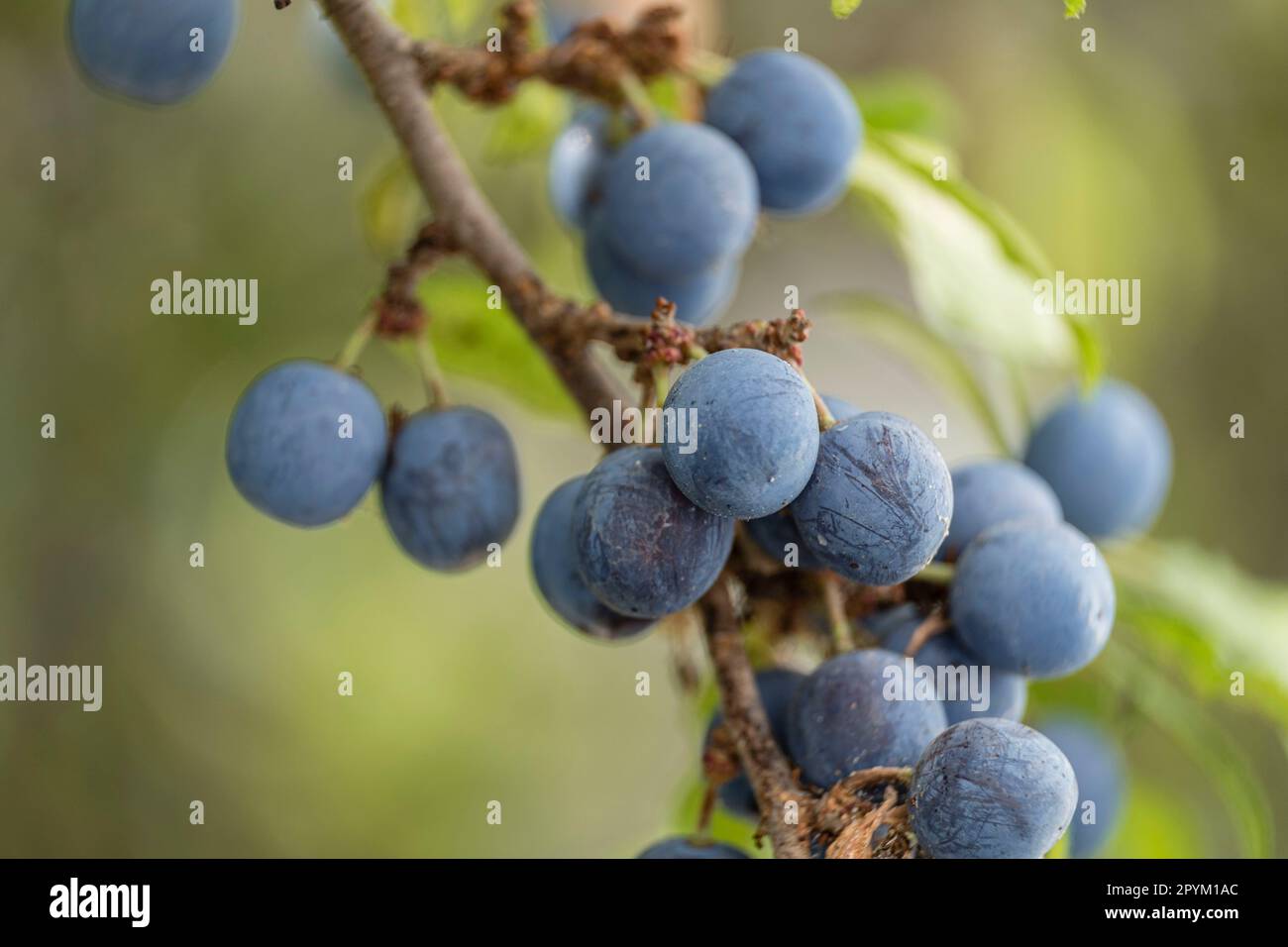 Planta de cultivo templado hi-res stock photography and images - Alamy