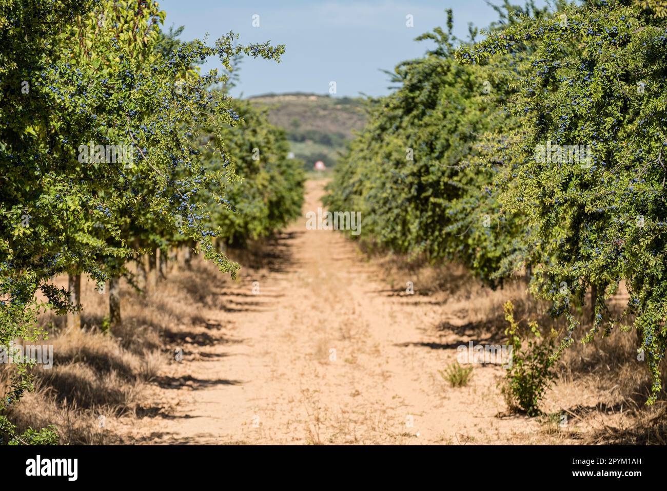 Planta de cultivo templado hi-res stock photography and images - Alamy