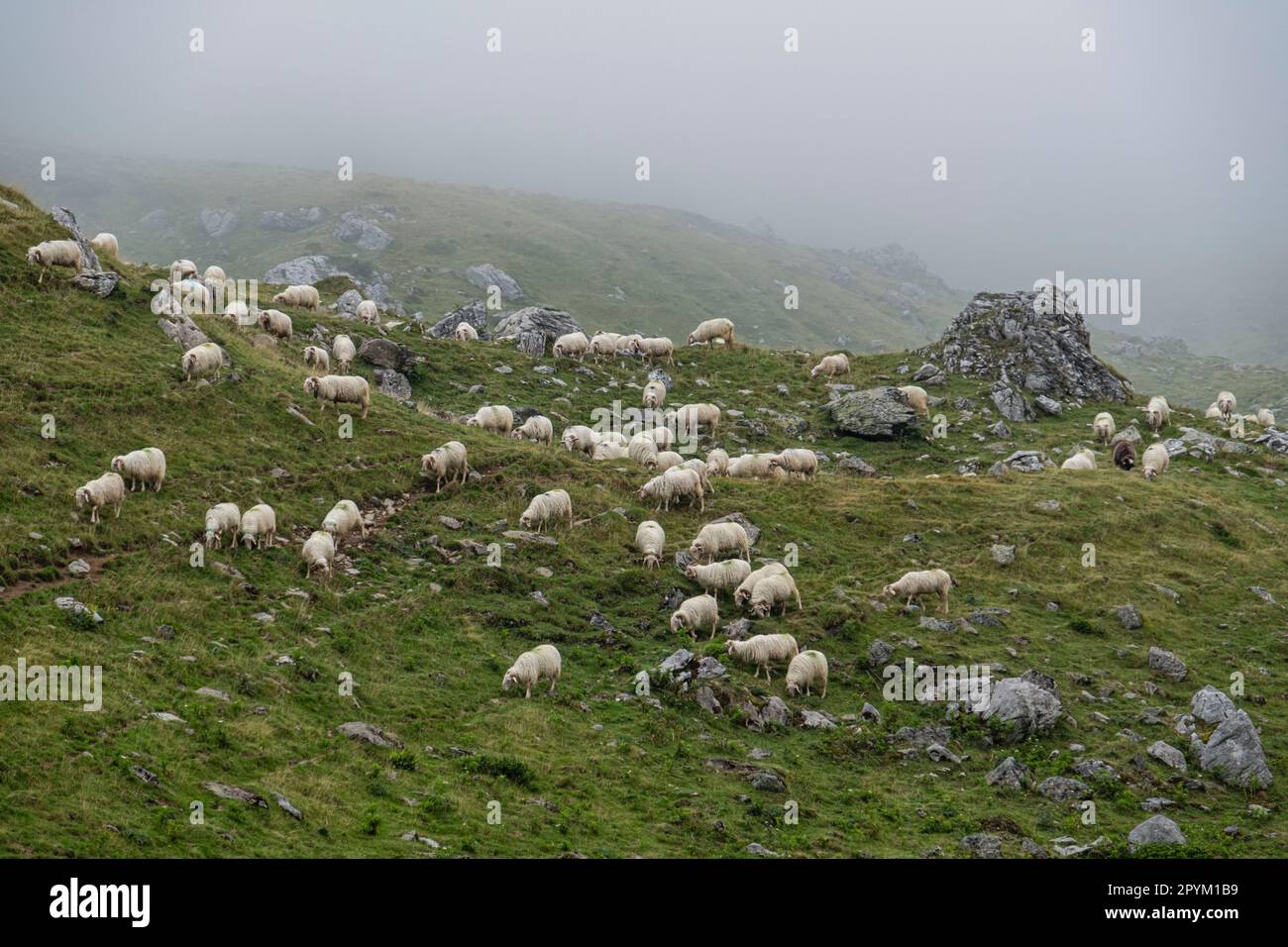 rebaño de ovejas cerca de la cabaña de Anaye, alta ruta pirenaica, región de Aquitania, departamento de Pirineos Atlánticos, Francia Stock Photo