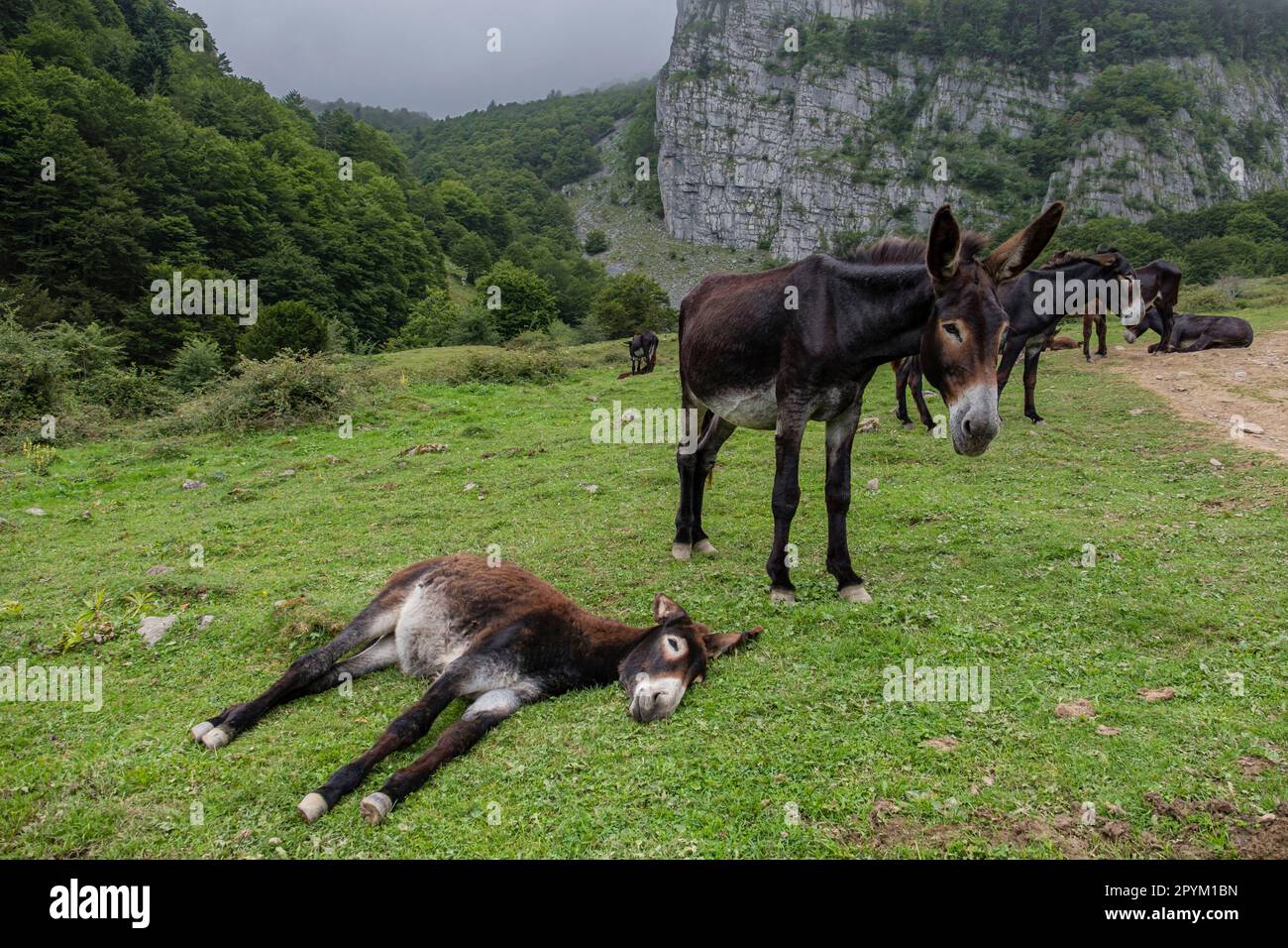 burros, Equus africanus, región de Aquitania, departamento de Pirineos Atlánticos, Francia Stock Photo