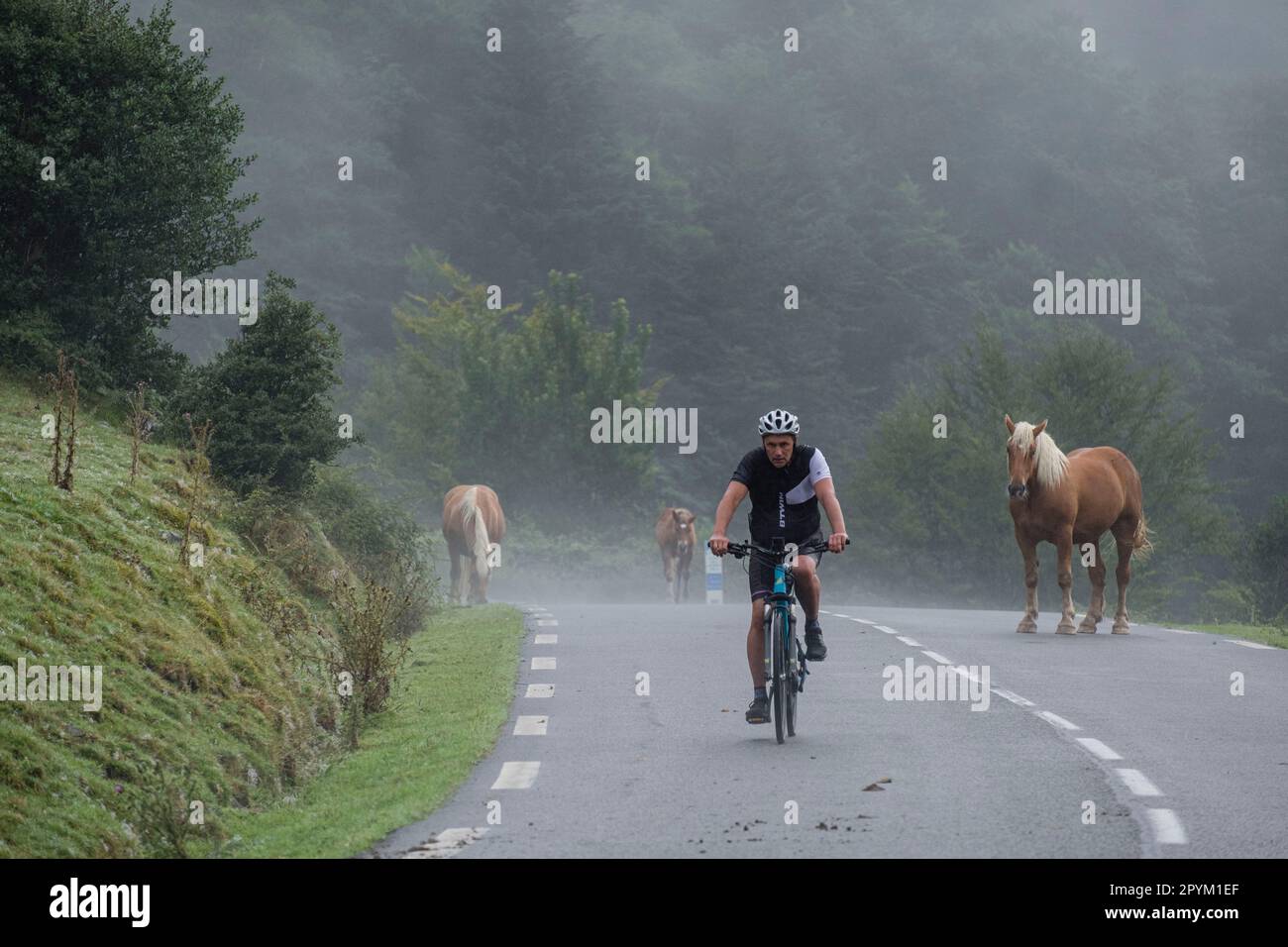 ciclista entre un rebaño de caballos, carretera Isaba-Francia, valle de Belagua, Isaba, Navarra, Spain, Europe Stock Photo