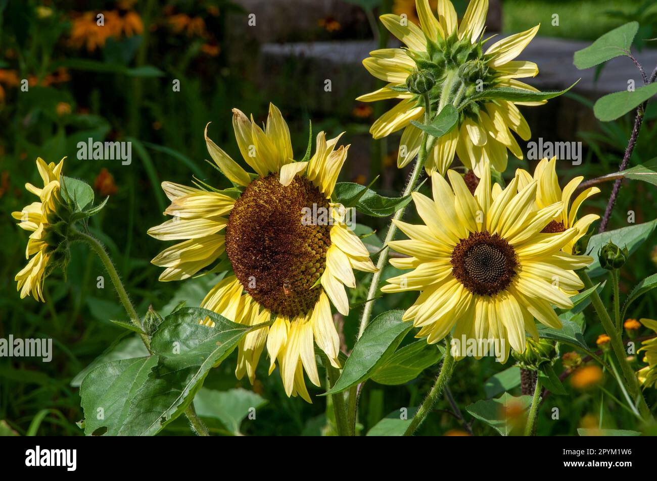 Sydney Australia, flower heads of the compact calypso sunflower Stock ...