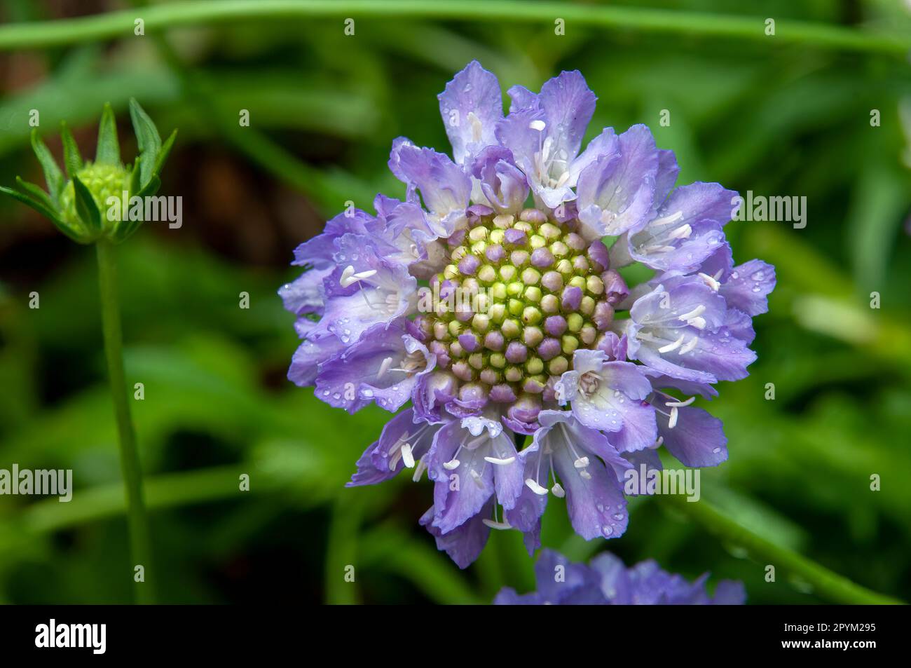 Sydney Australia, raindrops on a scoop lavender scabiosa columbaria Stock Photo