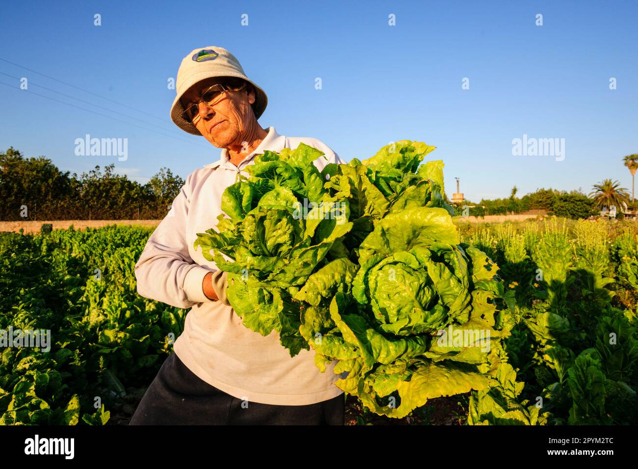 agricultora en un campo de cultivo, Sant Jordi, municipio de Palma , mallorca, islas baleares, spain, europa Stock Photo