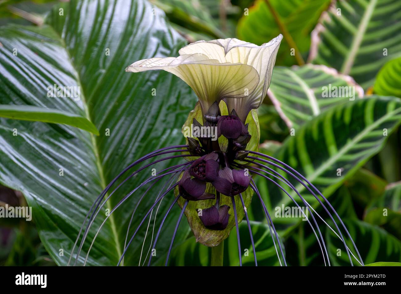 Sydney Australia, unusual flower of a tacca integrifolia or white batflower, native to tropical and subtropical rainforests of Central Asia  Keywords Stock Photo