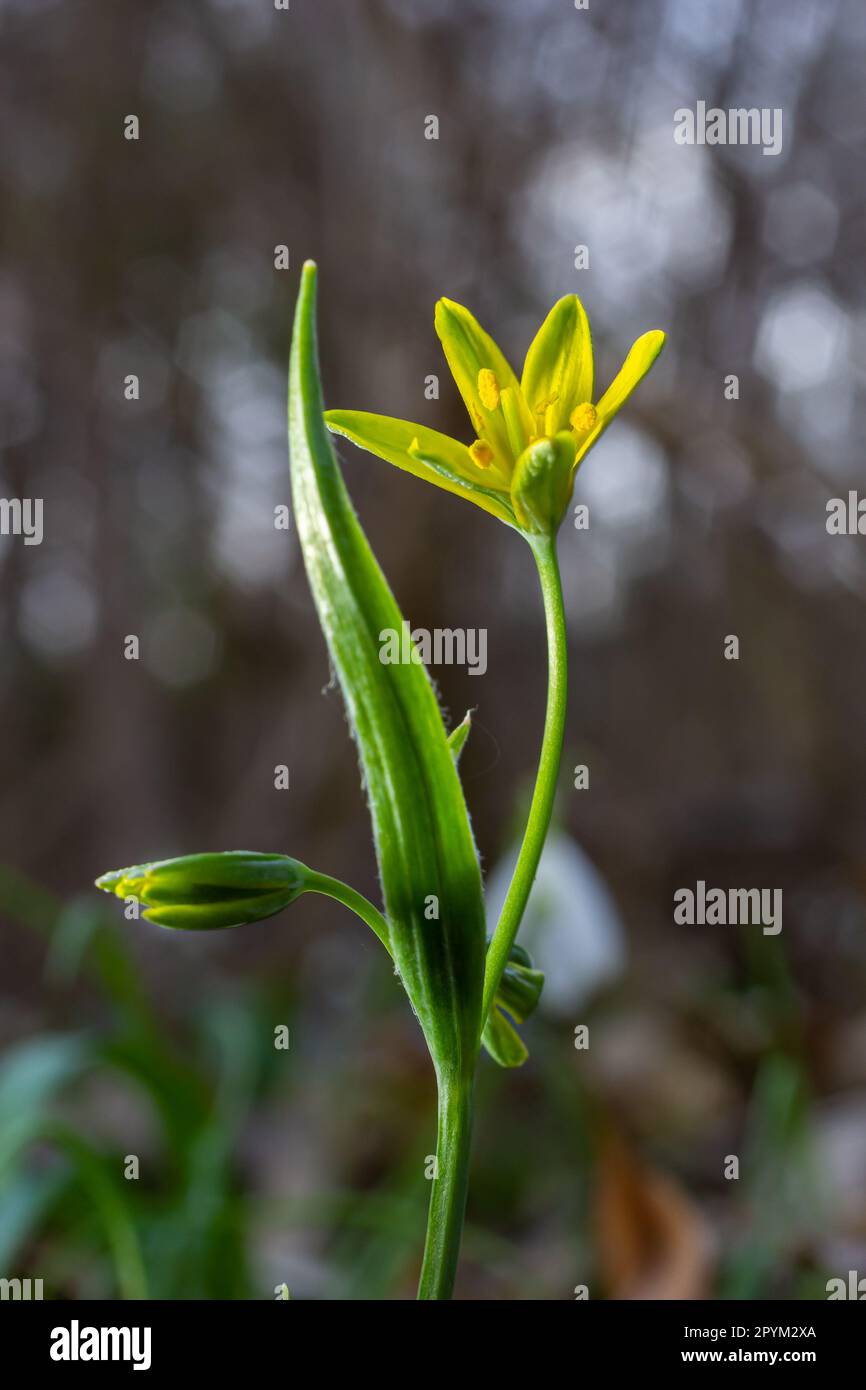 Wild flower Gagea lutea in the forest. Known as Yellow Star-of-Bethlehem. Yellow blooming flower in spring. Stock Photo